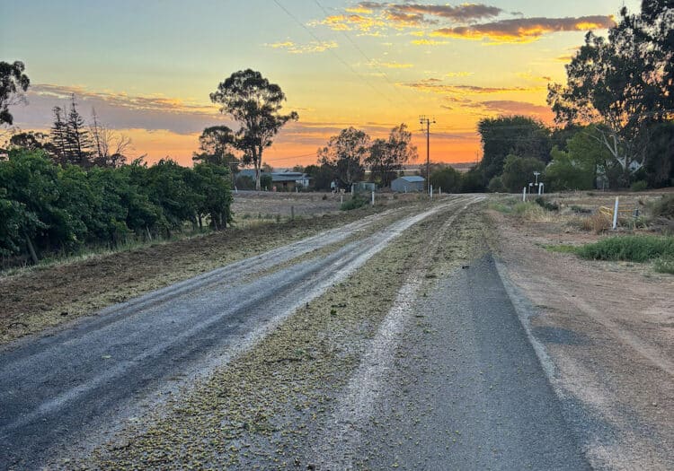A recent grape spill in Winkie, South Australia. Image: NHVR.